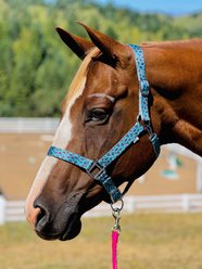 Star Point Horsemanship Printed Horse Halter, Teal Cheetah