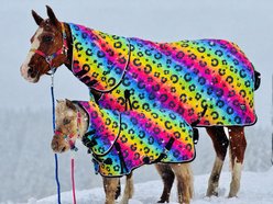 Star Point Horsemanship Rainbow Cheetah 220 G Hooded Horse Blanket, Rainbow Cheetah, 60 to 62-in slide 1 of 2