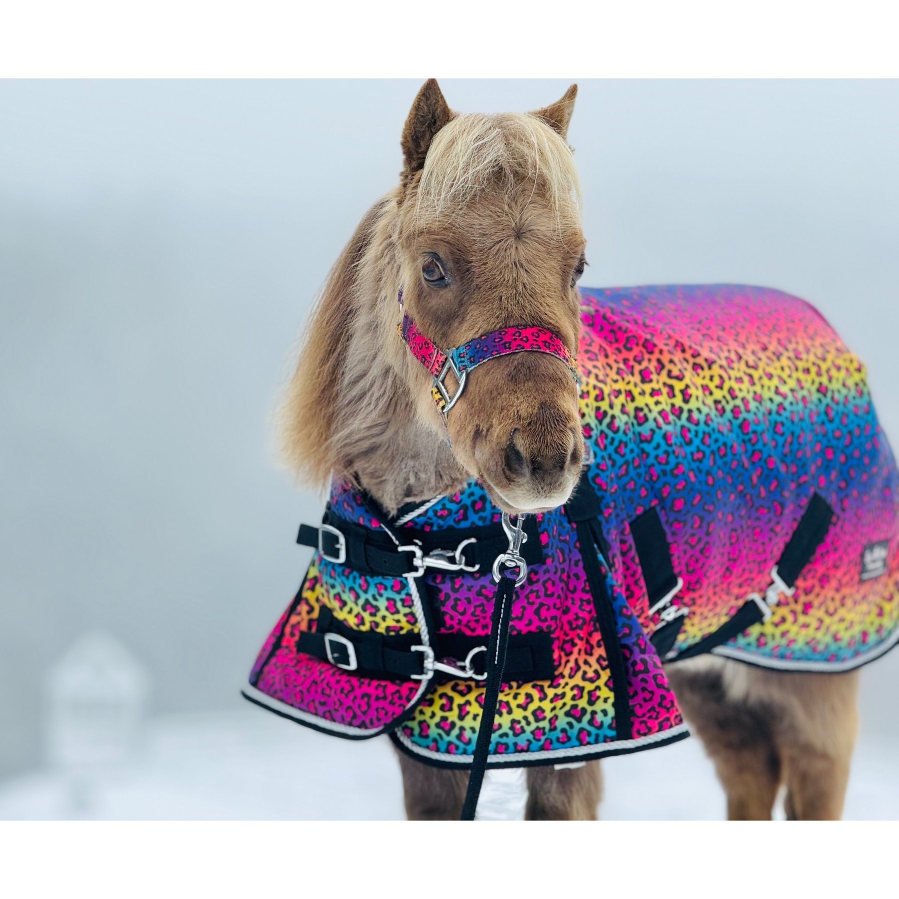 Star Point Horsemanship Rainbow Cheetah 220 G Hooded Horse Blanket, Rainbow Cheetah, 76 to 78-in