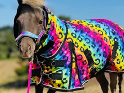 Star Point Horsemanship Rainbow Cheetah Hooded Horse Sheet, Rainbow Cheetah, 40 to 42-in