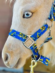 Star Point Horsemanship Star Point Printed Horse Halter, Yellow Trucks, Large: 33 to 40-in