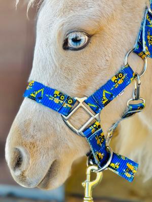 Show full view: Star Point Horsemanship Star Point Printed Horse Halter, Yellow Trucks, Medium: 28 to 32-in slide 1 of 2