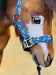 Star Point Horsemanship Star Point Printed Horse Halter, Yellow Trucks, Medium: 28 to 32-in slide 2 of 2