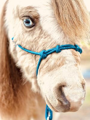 Show full view: Star Point Horsemanship Teal Sparkle Rope Horse Halter & Lead Set, Mini Horse Small slide 1 of 1