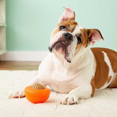 Show full view: Starmark Everlasting Treat Bento Ball Tough Dog Chew Toy, Large + Starmark Everlasting Chicken Flavored Large Dental Dog Treats, 2 count slide 4 of 8