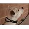 Show in main carousel: Starmark Pro-Training Plastic Dog Collar, Large: up to 21-in neck, 1-in wide slide 5 of 7