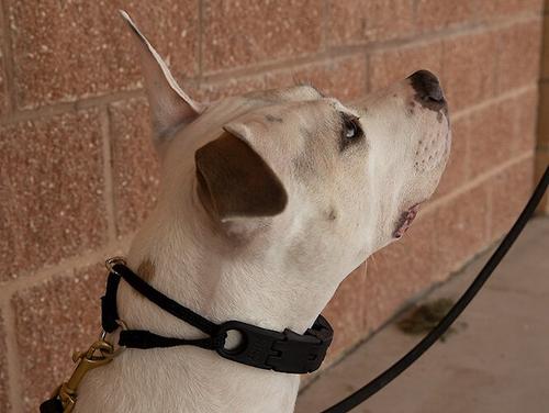 Show full view: Starmark Pro-Training Plastic Dog Collar, Large: up to 21-in neck, 1-in wide slide 5 of 7