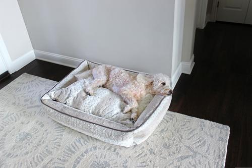 Show full view: Stazko Damaged Hair Dog & Cat Conditioner, 16-fl oz bottle slide 3 of 4