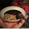 Show in main carousel: Stroodies BubbleLoft Gecko Hideout, Marble, Regular/Adult slide 9 of 10
