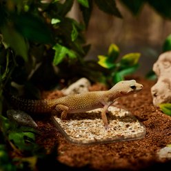 Stroodies Leopard Geckos LitterBox, Glowing FireFly, 4-in