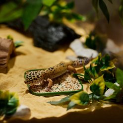 Stroodies Leopard Geckos LitterBox, Leaf Green, 4-in