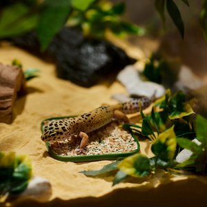 Stroodies Leopard Geckos LitterBox, Leaf Green, 4-in