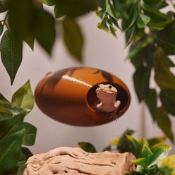 Stroodies MagLoft Magnetic BubbleLoft Gecko Hideout, Chocolate Brown, Regular/Adult