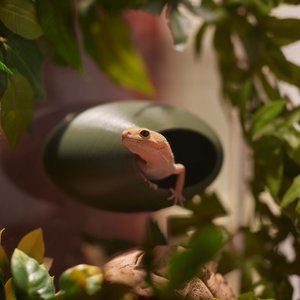 Stroodies MagLoft Magnetic BubbleLoft Gecko Hideout, Olive Drab, Regular/Adult