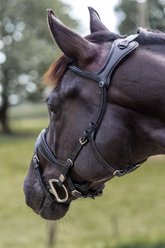 Stubben Freedom II Horse Bridle, Black, Full