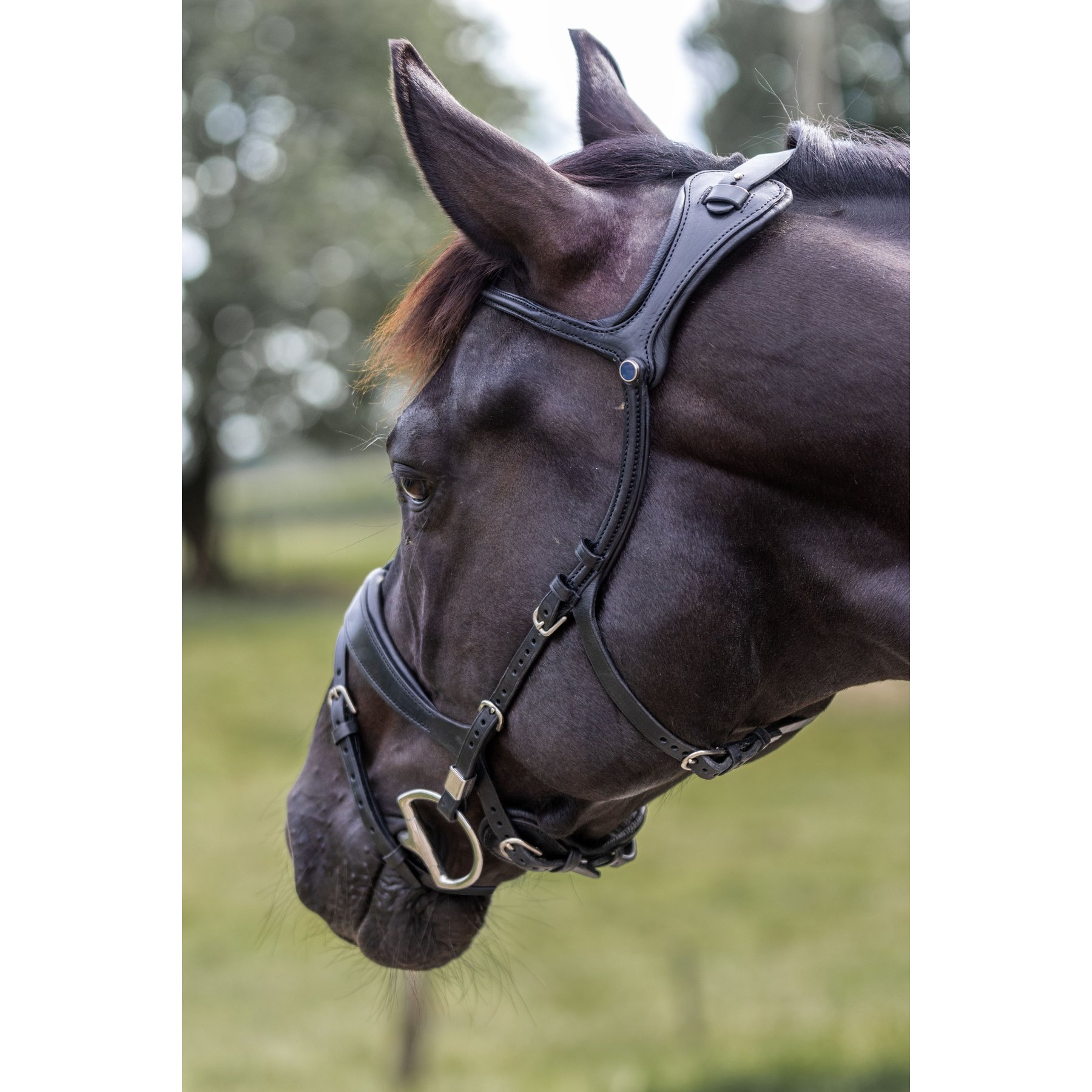 Stubben Freedom II Horse Bridle, Black, Full