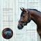 Show in main carousel: Stubben Freedom II Horse Bridle with MagicTack, Black, Full slide 4 of 7