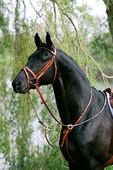 Stubben Horse Running Martingale, Dark Brown, Cob