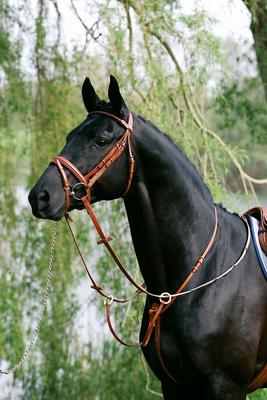 Vente en ligne de martingale et collier de chasse au meilleur prix