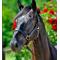 Show in main carousel: Stubben Horse Stable Halter, Dark Brown, Cob slide 1 of 1