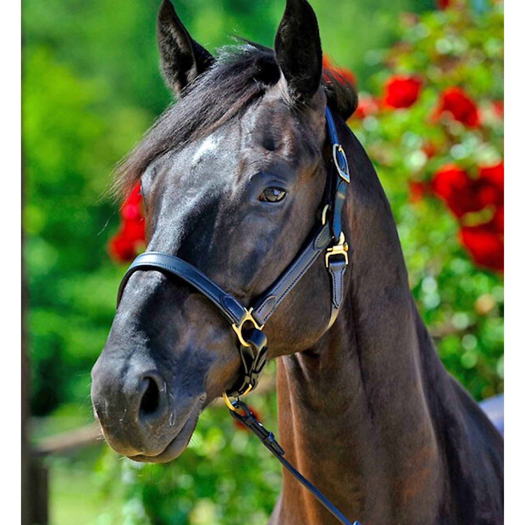 Stubben Horse Stable Halter, Dark Brown, Full