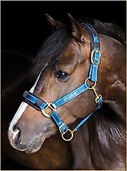 Stubben Reflective Horse Stable Halter, Blue, Full
