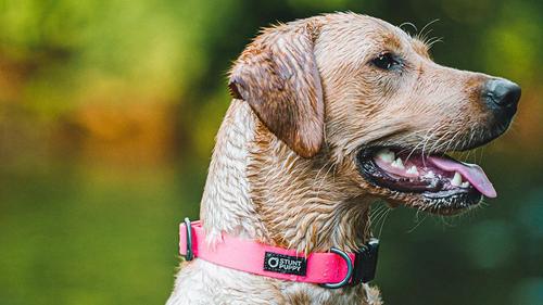 Show full view: Stunt Puppy Dry Standard Dog Collar, Red, Large slide 3 of 6