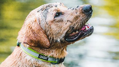 Show full view: Stunt Puppy Go Dog Glo Dry Standard Dog Collar, Ocean, Small slide 3 of 6