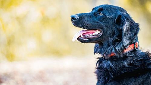 Show full view: Stunt Puppy Wilderness Standard Dog Collar, Marsh Blue, Small slide 3 of 7