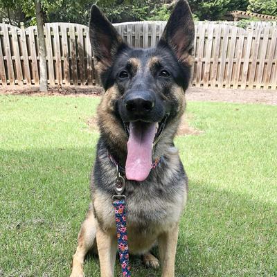 Show full view: Sublime Adjustable Dog Collar, Pink & Orange Flowers on Navy, Medium: 12-18-in neck, 1-in wide slide 3 of 5