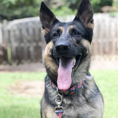 Show full view: Sublime Adjustable Dog Collar, Pink & Orange Flowers on Navy, Small: 8-12-in neck, 3/4-in wide slide 4 of 5
