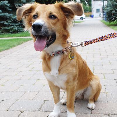 Show full view: Sublime Adjustable Dog Collar, Purple Orange Cubes, Medium: 12-18-in neck, 1-in wide slide 4 of 6