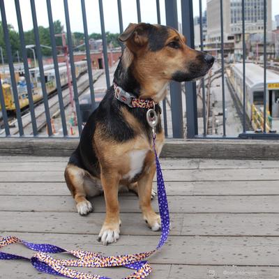 Show full view: Sublime Adjustable Dog Collar, Purple Orange Cubes, Medium: 12-18-in neck, 1-in wide slide 5 of 6