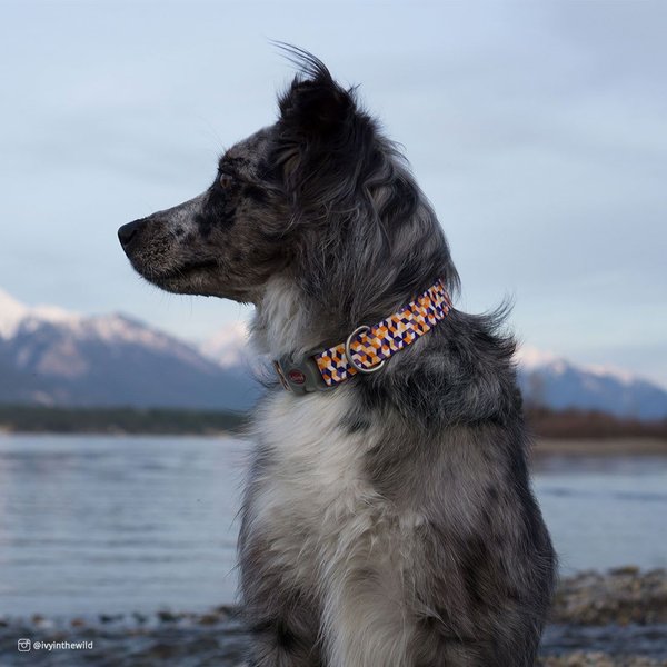 Show full view: Sublime Adjustable Dog Collar, Sunflower with Green Argyle, Small: 8-12-in neck, 3/4-in wide slide 4 of 8