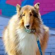 Show in main carousel: Sublime Adjustable Dog Collar, Sunflower with Green Argyle, Small: 8-12-in neck, 3/4-in wide slide 7 of 8