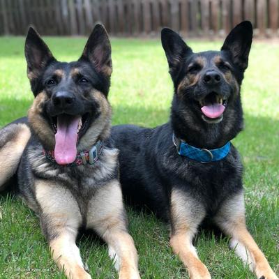 Show full view: Sublime Adjustable Dog Collar, Sunset Palms with Black Grid, Medium: 12-18-in neck, 1-in wide slide 5 of 8