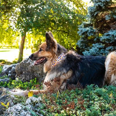 Show full view: Sublime Adjustable Dog Collar, Sunset Palms with Black Grid, Medium: 12-18-in neck, 1-in wide slide 6 of 8