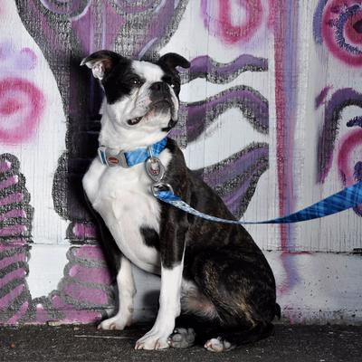 Show full view: Sublime Dog Leash, Navy Plaid slide 3 of 5