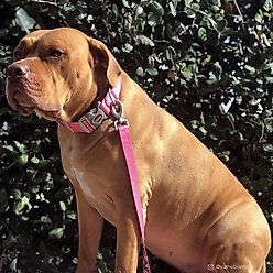 Sublime Dog Leash, Pink Houndstooth slide 2 of 3