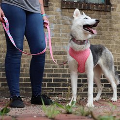 Sublime Dog Leash, Pink Tie Dye with Pink Arrows slide 2 of 6