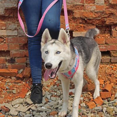 Show full view: Sublime Dog Leash, Pink Tie Dye with Pink Arrows slide 5 of 8