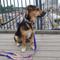 Show in main carousel: Sublime Dog Leash, Purple Orange Cubes slide 3 of 4