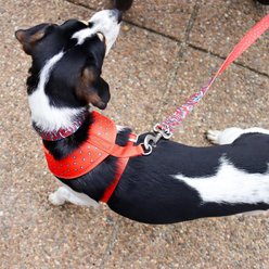 Sublime Dog Leash, Red Blue Graffiti with Red Stars slide 2 of 6