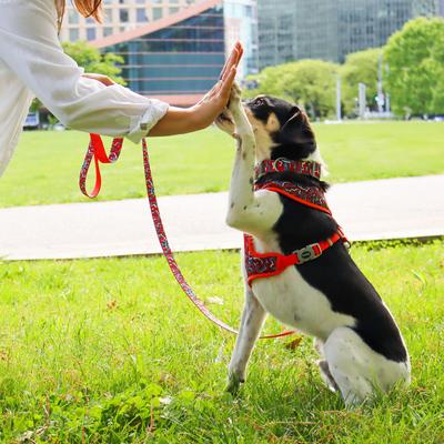 Show full view: Sublime Dog Leash, Red Blue Graffiti with Red Stars slide 4 of 7