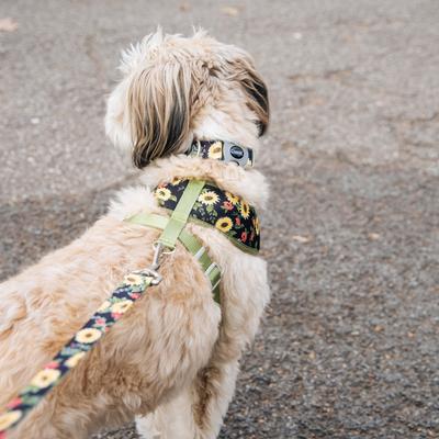 Show full view: Sublime Dog Leash, Sunflower with Green Argyle slide 5 of 7