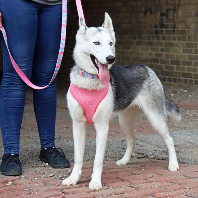 Show full view: Sublime Reversible Dog Harness, Pink Tie Dye with Pink Arrows, X-Small: 16-19-in chest slide 7 of 8