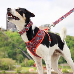 Sublime Reversible Dog Harness, Sunflower with Green Argyle, Medium: 20-29-in chest slide 2 of 8