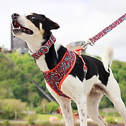 Sublime Reversible Dog Harness, Sunflower with Green Argyle, XX-Small: 14-16-in chest slide 2 of 8