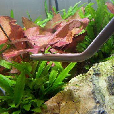 Show full view: SubstrateSource Stainless Steel Aquarium Aquascaping Kit, 11-in slide 6 of 8
