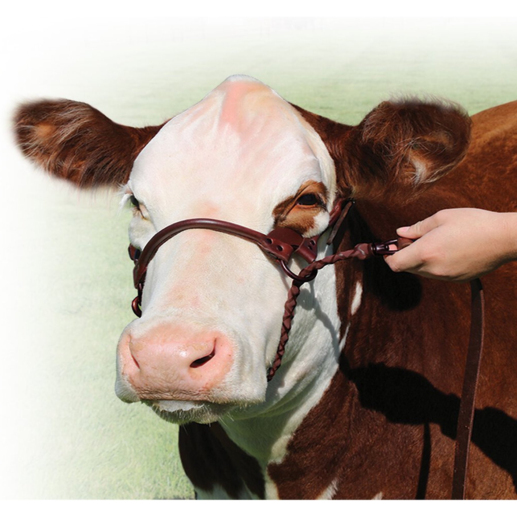 Sullivan Supply 1st Class Show Farm Animal Halter, Brown, 1,500 1,850-lbs